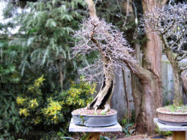 elm bonsai